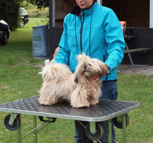 Shih Tzu Danmark